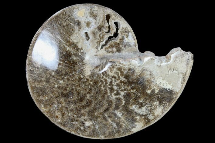 Polished Cretaceous Ammonite Fossil - Khenifra, Morocco #116683